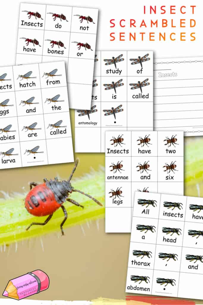 This set of insect scrambled sentences can be used as a literacy center during your entomology study.
