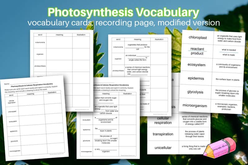 Photosynthesis and cellular respiration vocabulary practice for classrooms